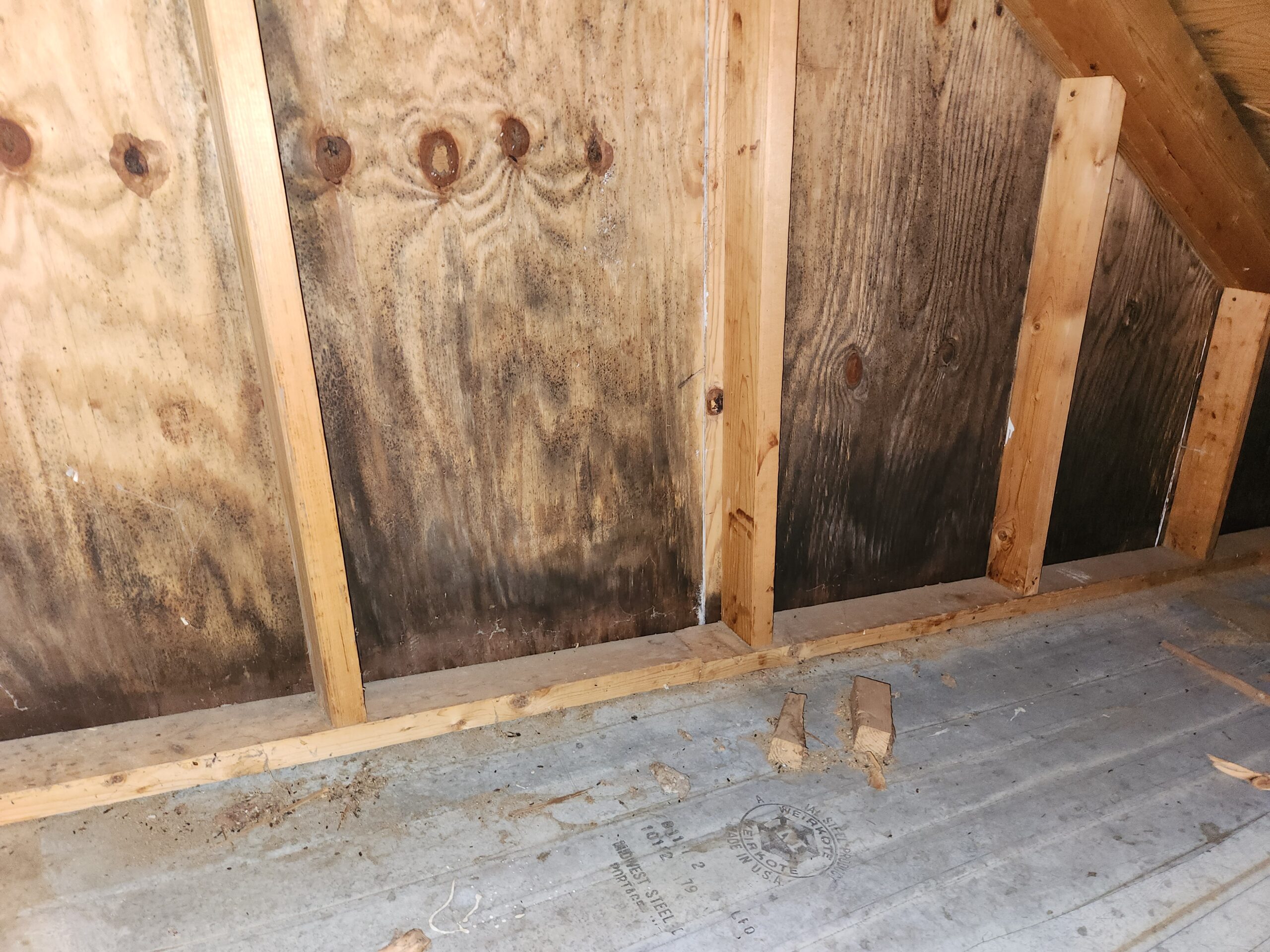 Basement mold before remediation