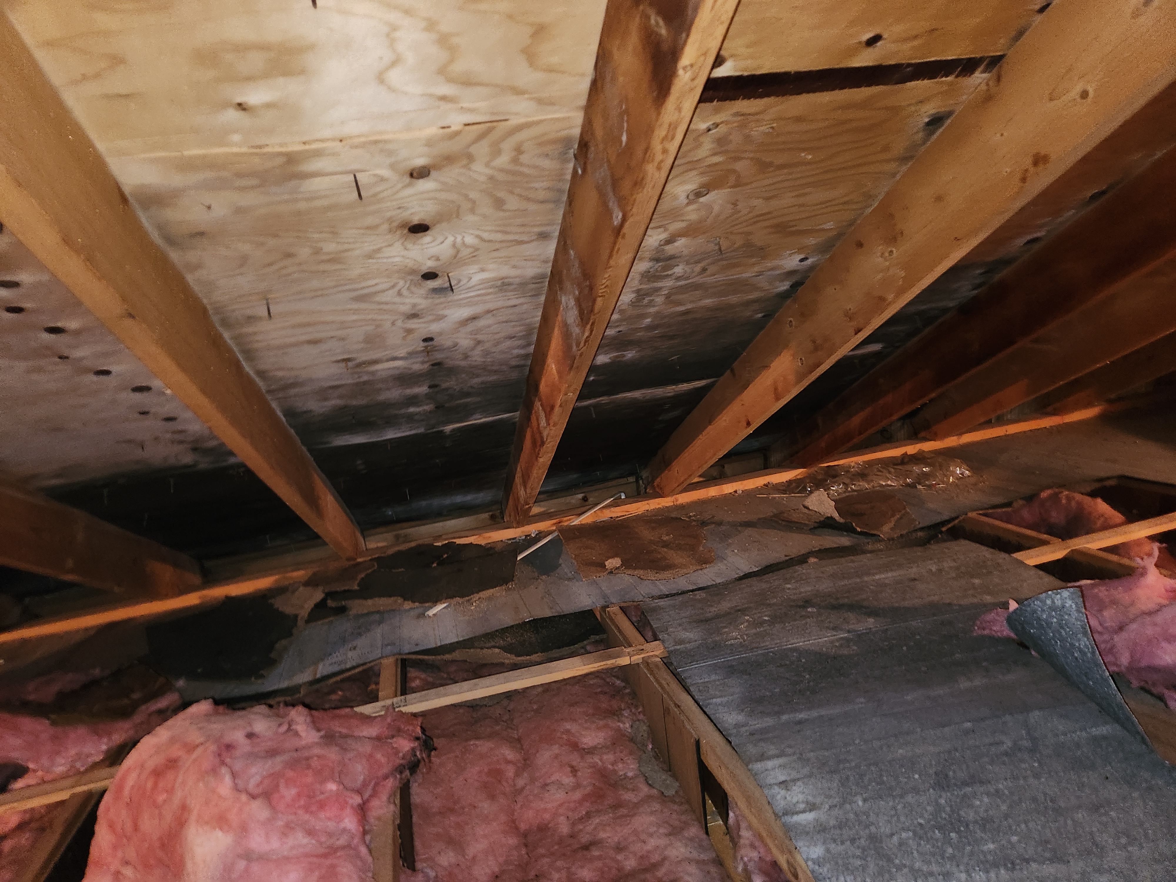 Basement remediation in progress