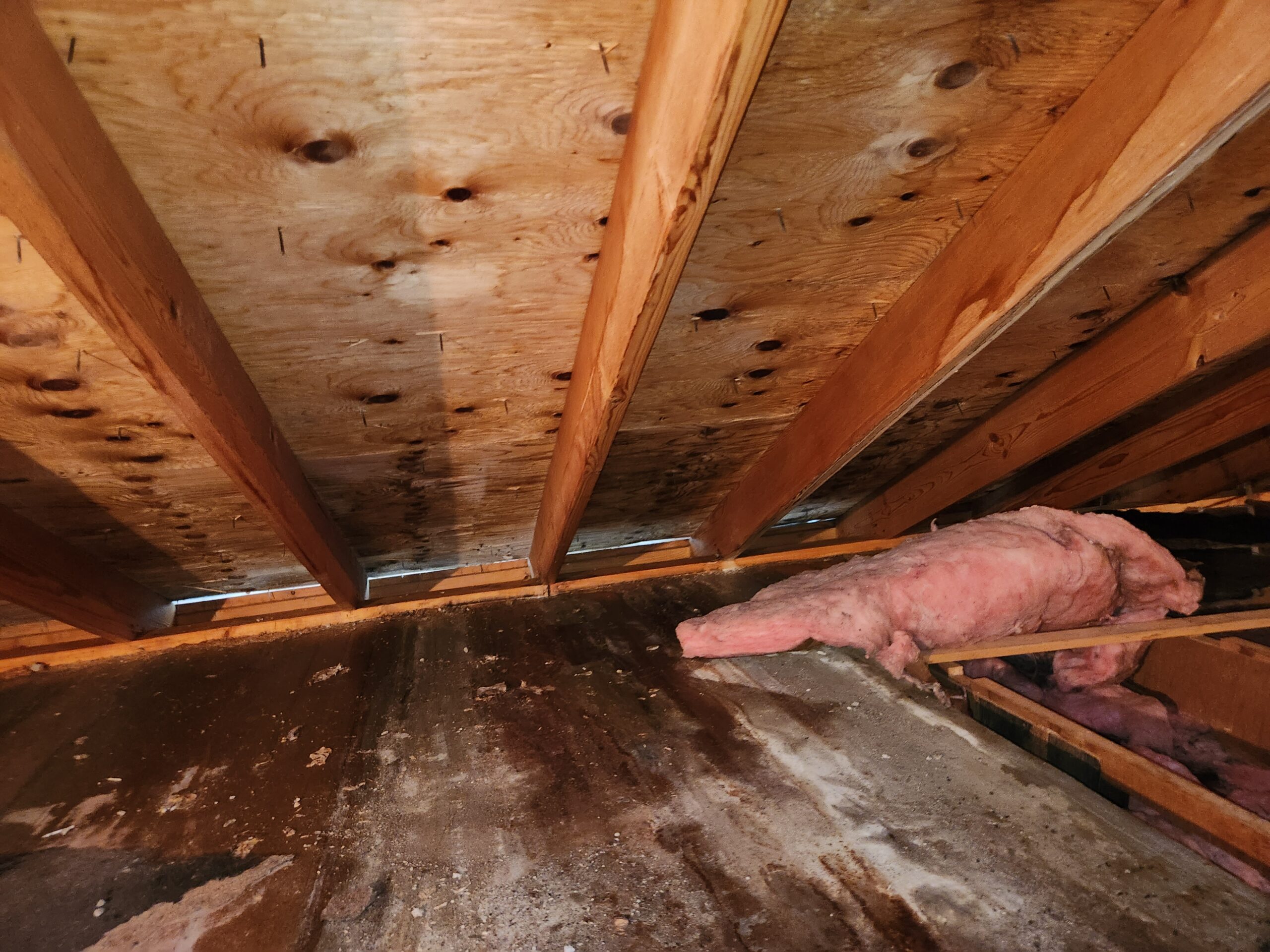 Attic mold before remediation